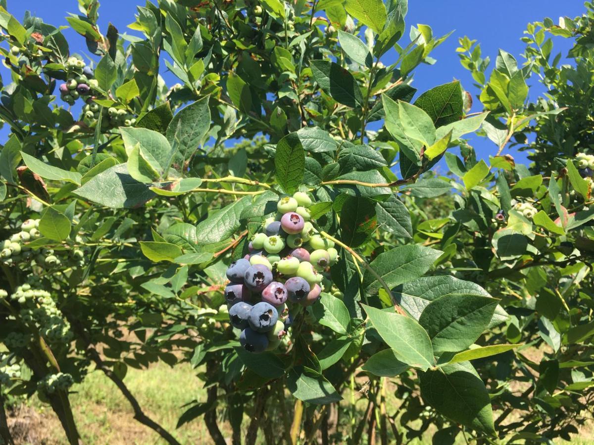 לינה וארוחת בוקר Bricherasio Agrialpi By Salfrutta מראה חיצוני תמונה