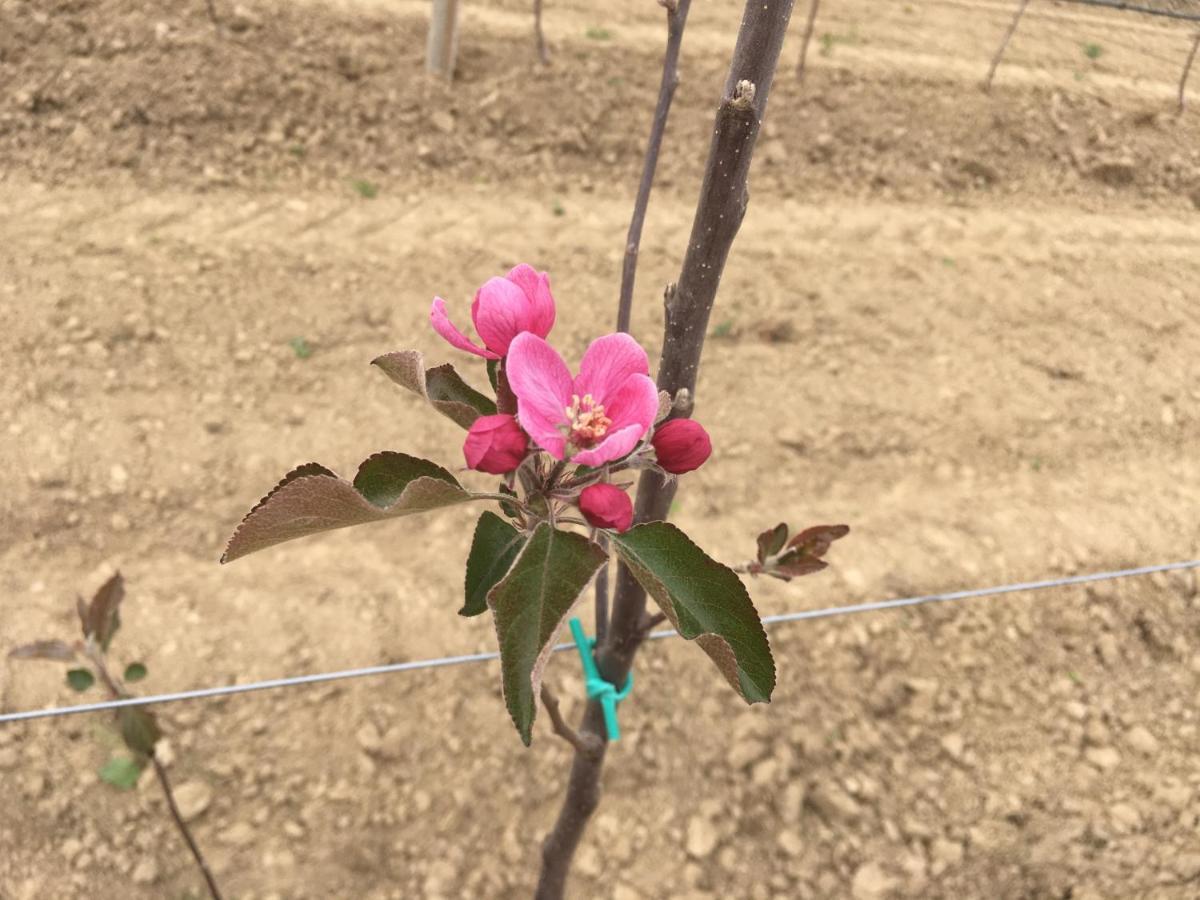 לינה וארוחת בוקר Bricherasio Agrialpi By Salfrutta מראה חיצוני תמונה