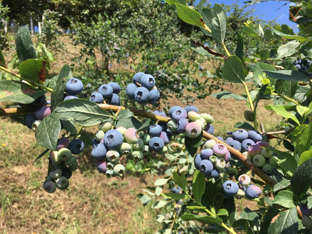לינה וארוחת בוקר Bricherasio Agrialpi By Salfrutta מראה חיצוני תמונה
