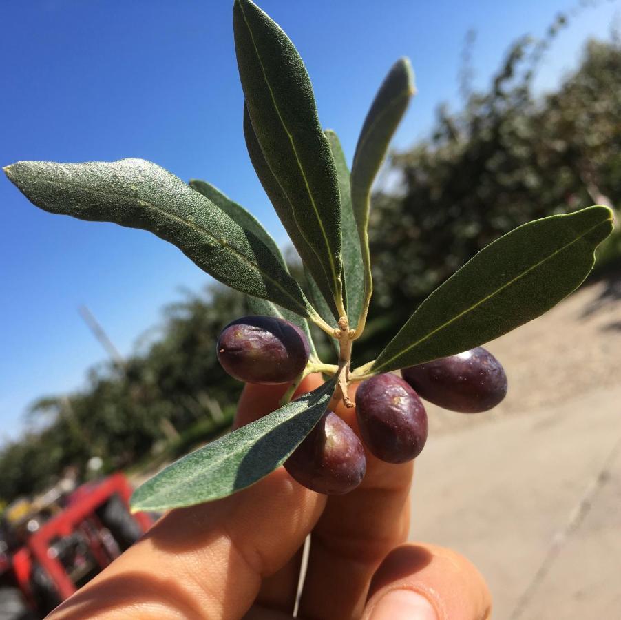 לינה וארוחת בוקר Bricherasio Agrialpi By Salfrutta מראה חיצוני תמונה