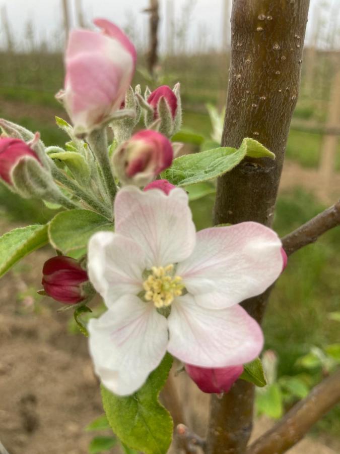 לינה וארוחת בוקר Bricherasio Agrialpi By Salfrutta מראה חיצוני תמונה