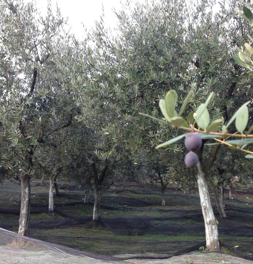 לינה וארוחת בוקר Bricherasio Agrialpi By Salfrutta מראה חיצוני תמונה