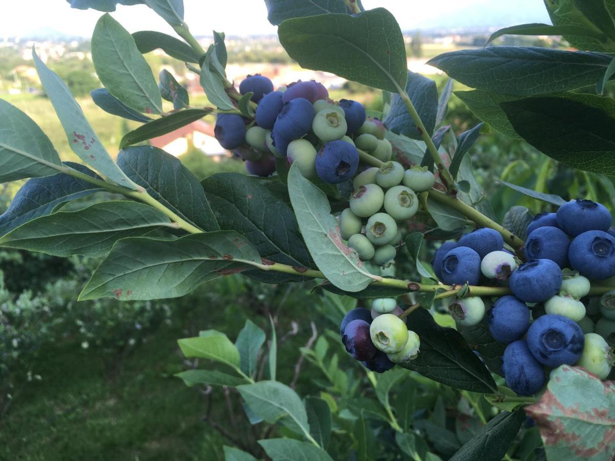 לינה וארוחת בוקר Bricherasio Agrialpi By Salfrutta מראה חיצוני תמונה